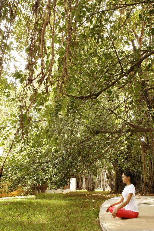 Heritage Madurai Eksteriør billede The canopy of a tropical rainforest